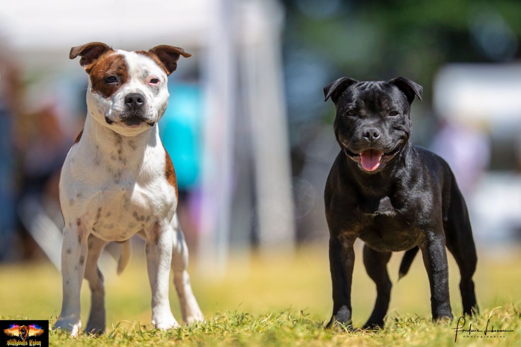 Staffybull's Légion - spéciale de race châtel-guyon 4 Août 2019