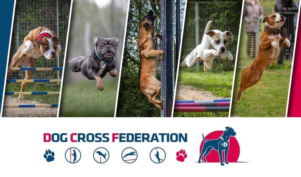 Staffybull's Légion - Le Dog Cross Federation ( DCF)