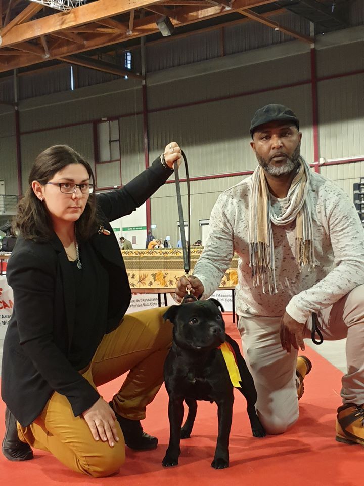 Staffybull's Légion - résultats expositions du mois de Novembre 2019