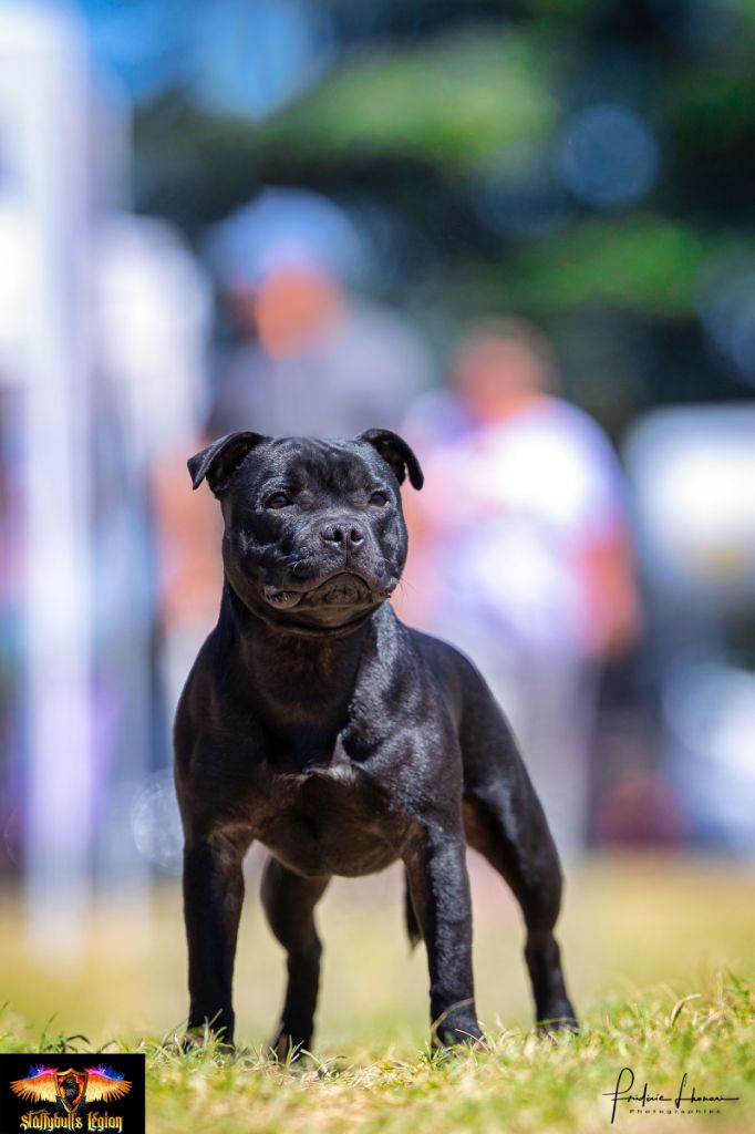 Staffybull's Légion Outlaw hermès