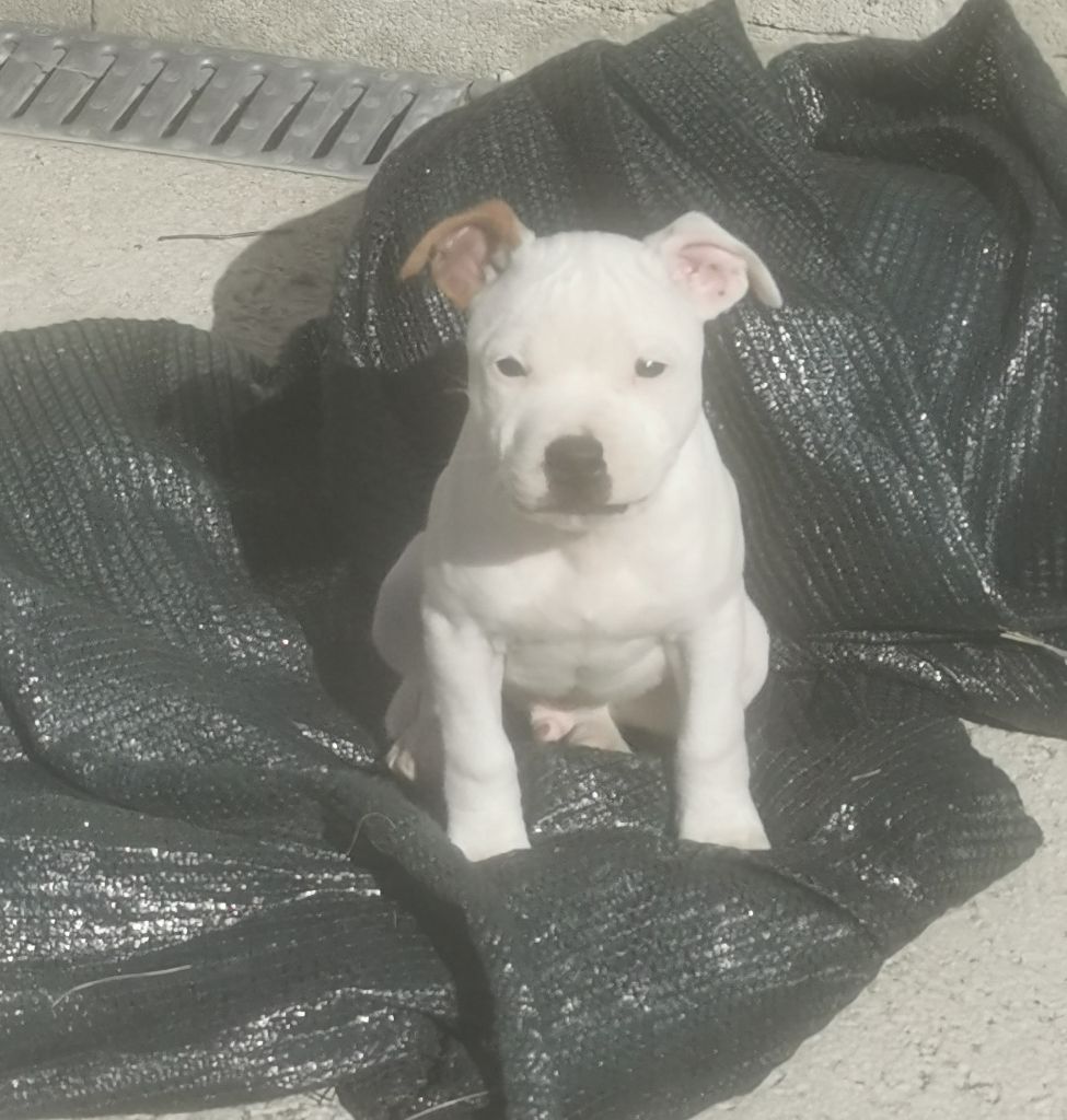Staffybull's Légion - Chiot disponible  - Staffordshire Bull Terrier