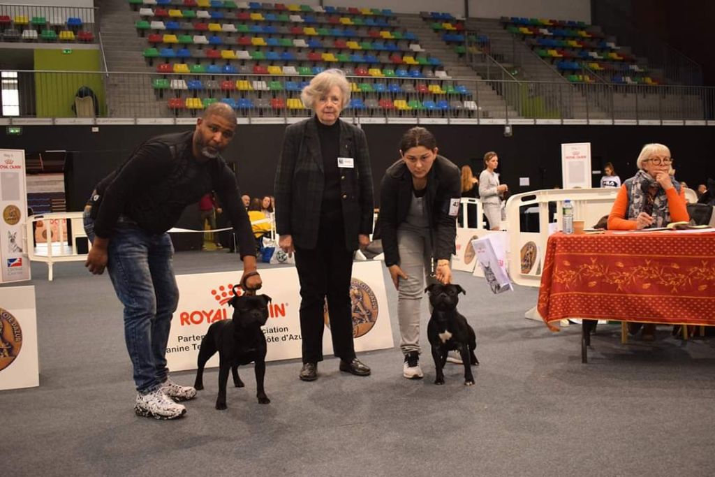 Staffybull's Légion - expos cavalaire 2020